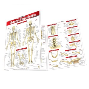 RESUMÃO SISTEMA ESQUELETICO AVANÇADO